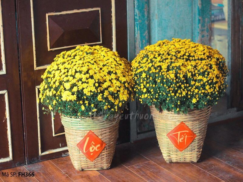 Hoa cúc Tết