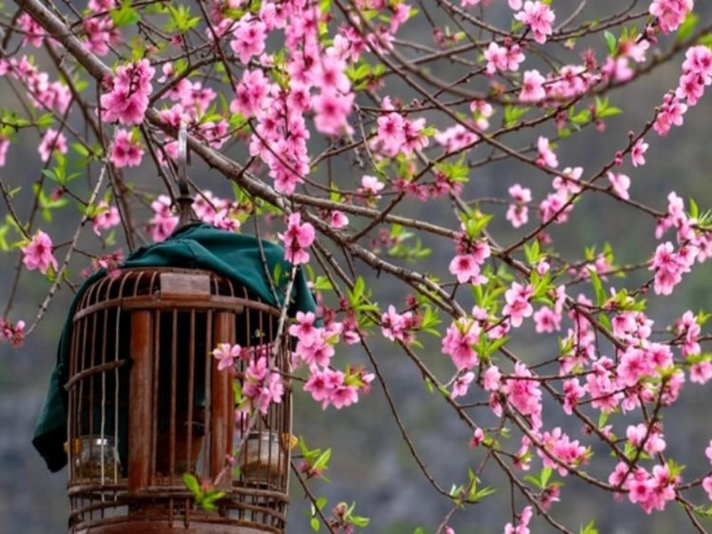 Hoa đào ngày Tết