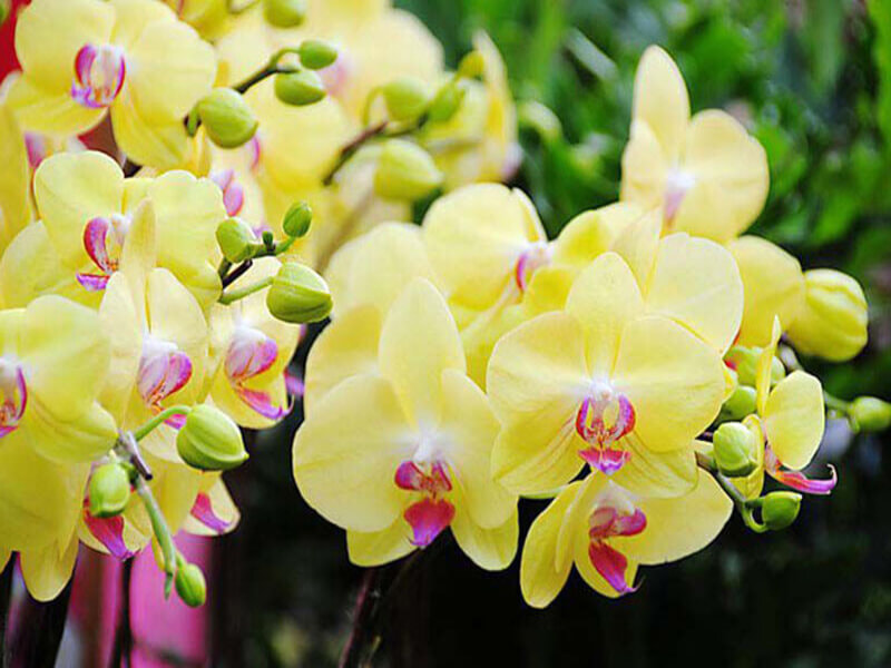 Hoa lan Tết