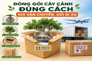 Đóng gói cây cảnh đúng cách khi vận chuyển, gửi đi xa